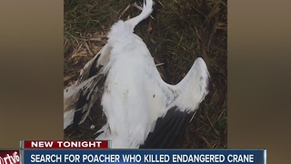 Search for poacher who killed ind endangered crane