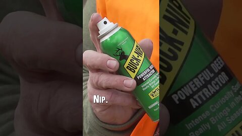 Try this scent near your deer stand #deer #hunting #deerhunting #shorts