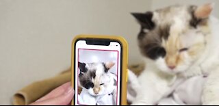 App will let you know if your cat is happy