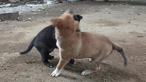 Dog & Puppies Cute