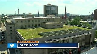 Grass roofs are becoming popular energy savers