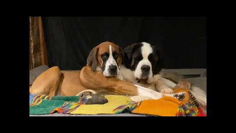 Big dogs lazy wrestling- Walter and Clyde’s morning wrestling session