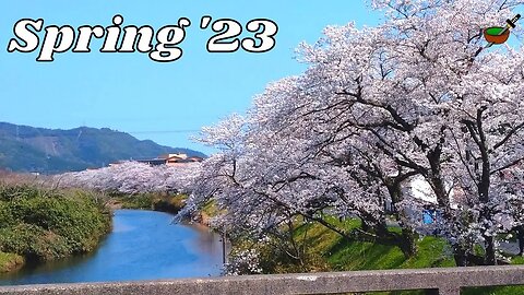 Cherry Blossom Viewing in Western Japan | Spring 2023