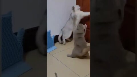 Two Cats Fight Over The Kitten: #shorts #funny