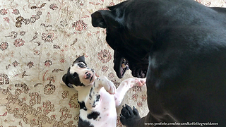 Great Dane teaches puppy how to roll over