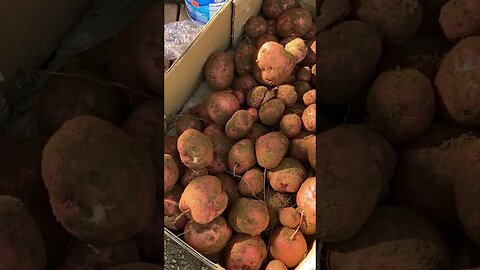 Last potato harvest of the year (2023)