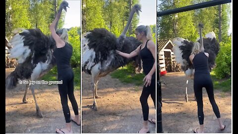 The thrilling action of the shoebill stork forces him to approach a beautiful woman