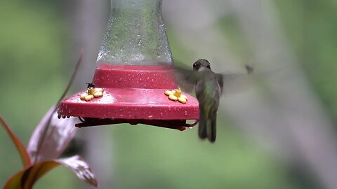 CatTV: Hummingbirds at bird feeder 1