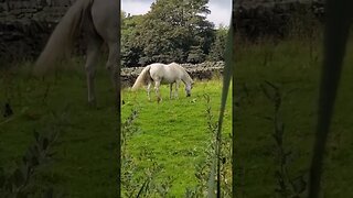 White 🐎 Horse #yorkshire #travel #horse #equestrian 🐎