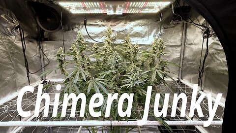 Chimera Junky In Week 8: Spider Farmer SF2000 EVO Flower Update