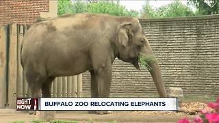 Buffalo Zoo losing both Asian elephants