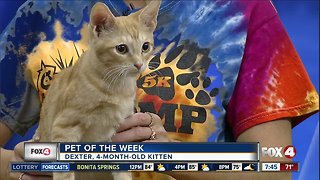 Pet of the Week: Dexter