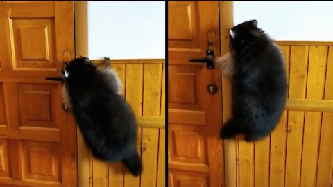 Raccoon trying to open the door