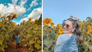 You Can Wander Through An Enchanting 7.5-Acre Sunflower Maze Near Toronto At Golden Hour