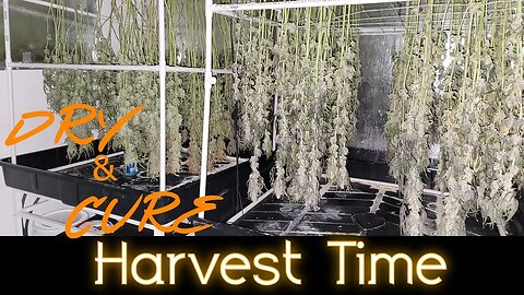 Chop and Hang Dry - Drying / Curing Room Conditions - Day 70