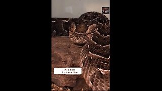 The Puff Adder Snake #shorts #amazingfacts #animals #snake