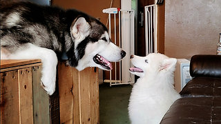 Irritated toddler puts ornery dogs in timeout