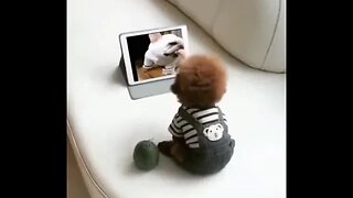 Doggy TV