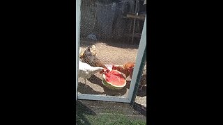 chicken people: watermelon vs flock