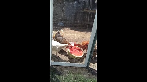 chicken people: watermelon vs flock