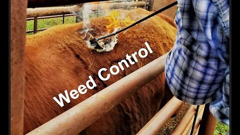 Weed Control | Herbicide & Grazing Management (In the Chute - Round 134)