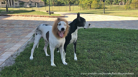 Max the Halloween Lion Dane goes on Safari