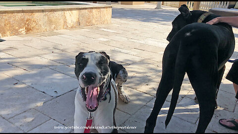 Yawning Great Dane Isn't Quiet On The Set Of Tiger Football Alum Filming