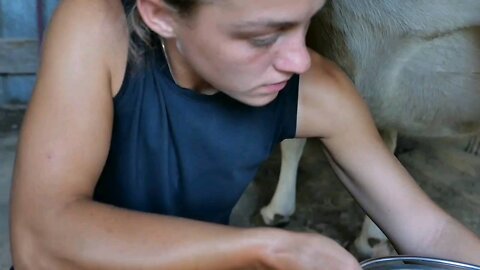 Milo in the Milking Shed