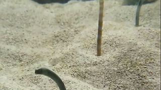 Three Spotted Garden Eel Dancing on The Sand