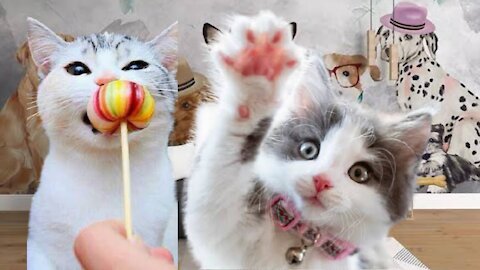 Cute Cats Eating lollipop 🍭 In Funny Ways Small kitten Reactions