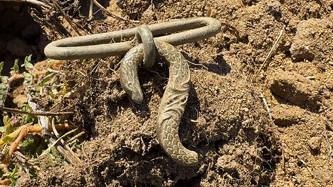 The Amazing Snake Buckle Metal Detecting