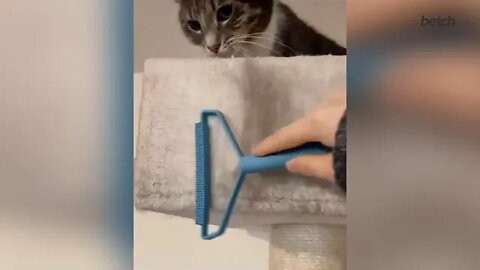 Cat Cannot Believe His Eyes