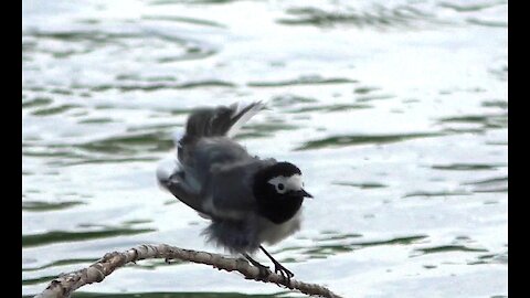 The Wagtail is cleaning its feathers