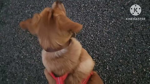 Crazy puppy goes for a walk and has a fun time.