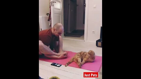 Funny cat Yoga 🧘‍♂️ #cute #tiktok #funnyanimals #funnyvideos #viral