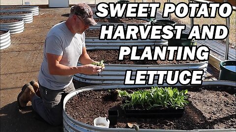 Greenhouse Sweet Potato Harvest and Planting Lettuce Seedlings