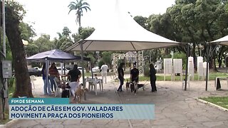 Fim de Semana: Adoção de Cães em Gov. Valadares Movimenta Praça dos Pioneiros.