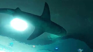 May 26, 2022 Corpus Christi Texas State Aquarium Shark Tank
