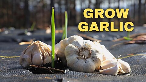 Grow Garlic Without Weeds or Disease Using Secret Recipe