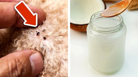 Apply Coconut Oil On Your Dog To Get Rid Of Fleas And Skin Problems