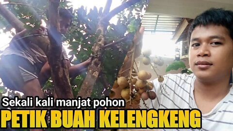 Asik, Bisa Petik Kelengkeng Sendiri Setelah Menunggu Lama