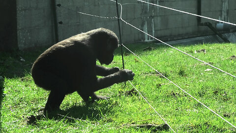 Gorilla youngster astonishingly dodges electric fence