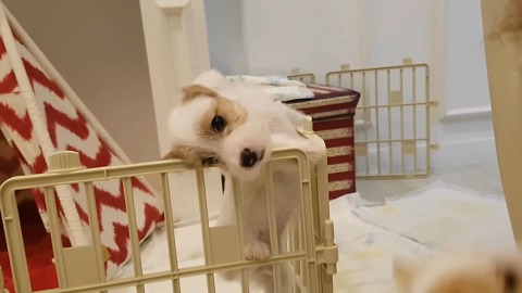 Adorable Jack Russell Puppy Makes An Epic Escape From Enclosure