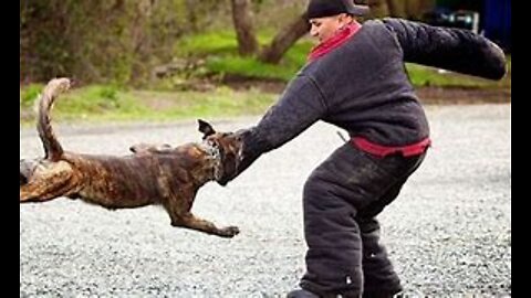 How to defend against a dog. Self defense against dog attack