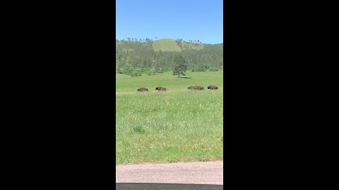 Cool Video of Buffalo 🦬