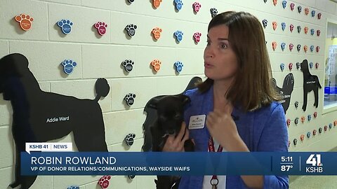 Wayside Waifs holds puppy adoption special