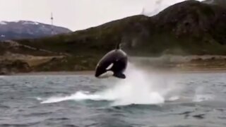 Up-close encounter with Killer Whales caught on camera