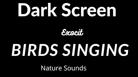 Dark Screen Various Exotic Birds Singing Relaxing Nature Sounds Focus Study Sleep 3 hours