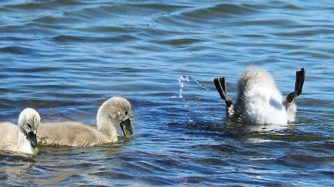 Tiny Baby Swans in 4K