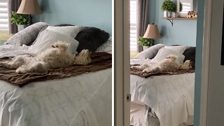 Super relaxed pup takes coziest nap ever
